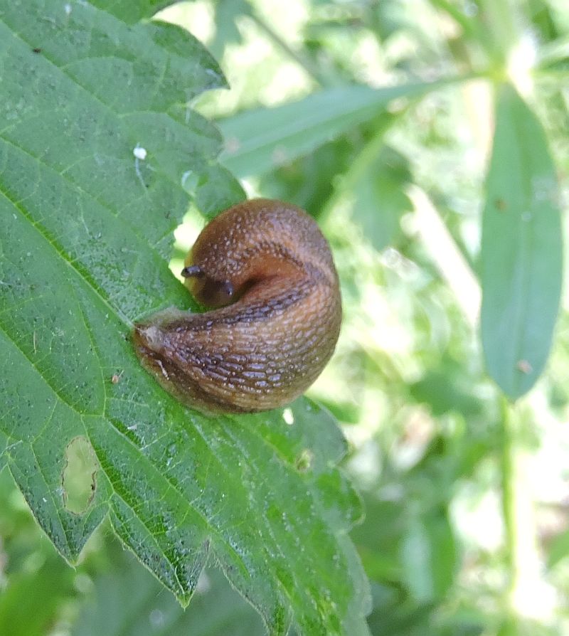 Dusky Slug
